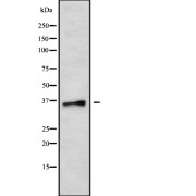 Western blot analysis of B3GALT5 using HT29 whole cell lysates.