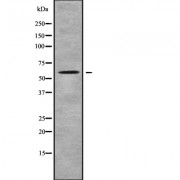Western blot analysis of PCTK2 using K562 whole cell lysates.