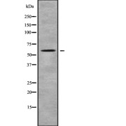 Western blot analysis of PCTK2 using K562 whole cell lysates.