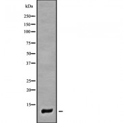 Western blot analysis of COX7A1 using 293 whole cell lysates.