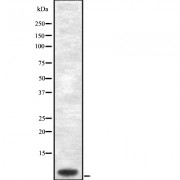 Western blot analysis of Cytochrome c Oxidase 7C using HuvEc whole cell lysates.