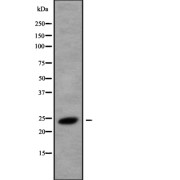 Western blot analysis of CREG1 using K562 whole cell lysates.