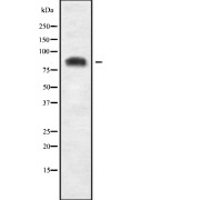 Western blot analysis of USP51 using COS7 whole cell lysates.