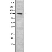 abx215165