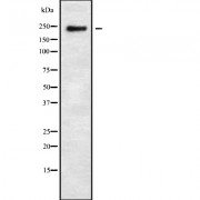 Western blot analysis of Fanconi Anemia Group M Protein (FANCM) using 293 whole cell lysates.