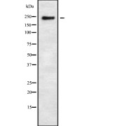 Western blot analysis of Fanconi Anemia Group M Protein (FANCM) using 293 whole cell lysates.