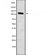 Western blot analysis of FNBP4 using RAW264.7 whole cell lysates.