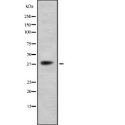 abx215332