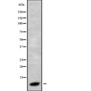 Western blot analysis of GNG3 using HT29 whole cell lysates.