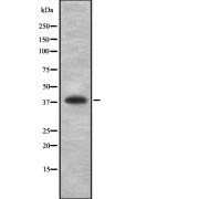 Western blot analysis of HLA-B using K562 whole cell lysates.