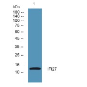 WB analysis of HCT116 cell lysates, using IFI27 Antibody (1/1000 dilution).