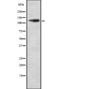 abx216330