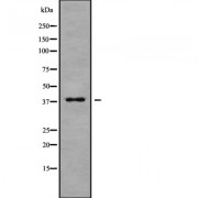 Western blot analysis of MARCH9 using MCF7 whole cell lysates.