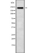 Western blot analysis of MYH3 using mouse brain lysates.