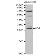 WB analysis of mouse liver tissue extract, using NGF Antibody.
