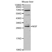 WB analysis of mouse liver tissue extract, using NGF Antibody.