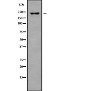 abx218060