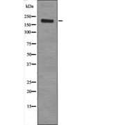 Western blot analysis of EGF-treated HepG2 whole cell lysates.