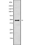 Western blot analysis of RRAGD using RAW264.7 whole cell lysates.