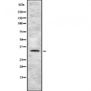 Western blot analysis of TAS2R4 using HT-29 whole cell lysates.