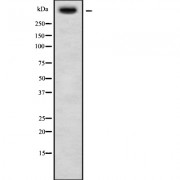 Western blot analysis of USP34 using HT29 whole cell lysates.