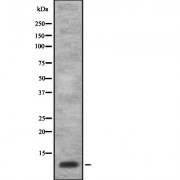 Western blot analysis of ISK7 expression in HEK293 cells. The lane on the left is treated with the antigen-specific peptide.