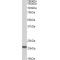 Chromosome 20 Open Reading Frame 20 (MRGBP) Antibody
