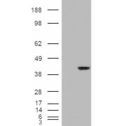 abx430004 (0.02 µg/ml) staining of NIH/3T3 cell lysate (35 µg protein in RIPA buffer). Primary incubation was 1 hour. Detected by chemiluminescence.
