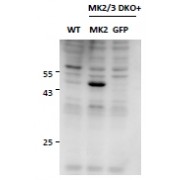 abx430008 (0.5 µg/ml) staining of MEF lysates (35 µg protein in RIPA buffer), from double KO mice in second and third lanes and rescued by introduction of MK2 gene in second lane. Primary incubation was 2 hour. Detected by chemiluminescence.