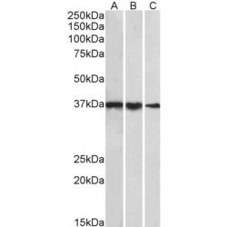 Transcription factor IID Antibody