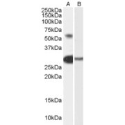 abx430014 (0.3 µg/ml) staining of Human Testis lysate (35 µg protein in RIPA buffer) with (B) and without (A) blocking with the immunising peptide. Primary incubation was 1 hour. Detected by chemiluminescence.