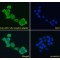 Low Density Lipoprotein Receptor Adapter Protein 1 (LDLRAP1) Antibody