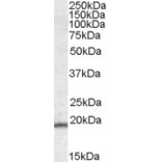 abx430019 (0.2 µg/ml) staining of HeLa lysate (35 µg protein in RIPA buffer). Detected by chemiluminescence.