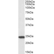 Western blot analysis of U937 cell lysate (35 µg protein in RIPA buffer), using Target of Methylation-Induced Silencing 1 (TMS1) Antibody (3 µg/ml, 1 hour). Detected by chemiluminescence, using streptavidin-HRP and using NAP blocker as a substitute for skimmed milk.
