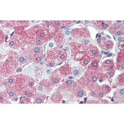 SIL1 Nucleotide Exchange Factor (SIL1) Antibody