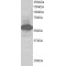 SIL1 Nucleotide Exchange Factor (SIL1) Antibody