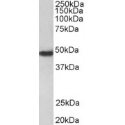 abx430024 (0.3 µg/ml) staining of HeLa cell lysate (35 µg protein in RIPA buffer). Detected by chemiluminescence.