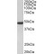 Proteinase-Activated Receptor 1 (F2R) Antibody