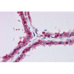 Neuroleukin Antibody