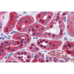 Neuroleukin Antibody