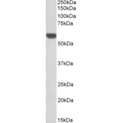 abx430029 (0.3 µg/ml) staining of Human Heart lysate (35 µg protein in RIPA buffer). Detected by chemiluminescence.