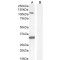 Mast/Stem Cell Growth Factor Receptor Kit (KIT) Antibody