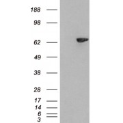 HEK293 overexpressing SH2B3 and probed with abx430033 (mock transfection in first lane).