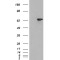 SH2B Adapter Protein 3 (SH2B3) Antibody
