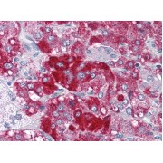 IHC-P analysis of paraffin embedded Human Adrenal Gland tissue using KAT6A antibody (3.75 µg/ml).