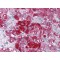 KAT6A Antibody