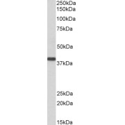 abx430042 (0.3 µg/ml) staining of Human Kidney lysate (35 µg protein in RIPA buffer). Primary incubation was 1 hour. Detected by chemiluminescence.