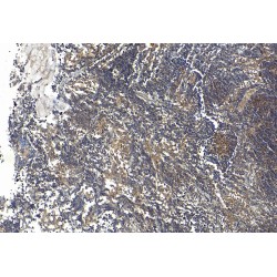 CD156 Antibody