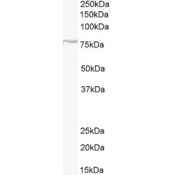 CD156 Antibody