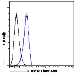 IBA1 (Isoform 3) Antibody